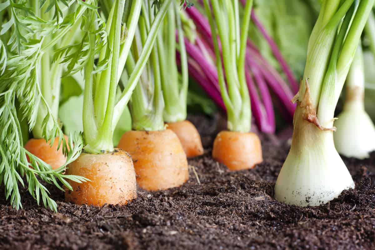 Grow Vegetables Save Money