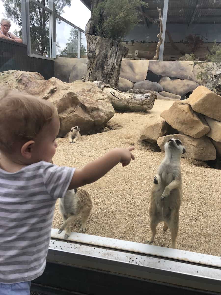 Hunter Valley Zoo meerkat