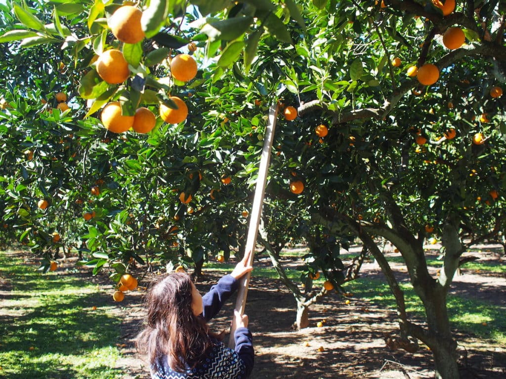 Pick your own oranges