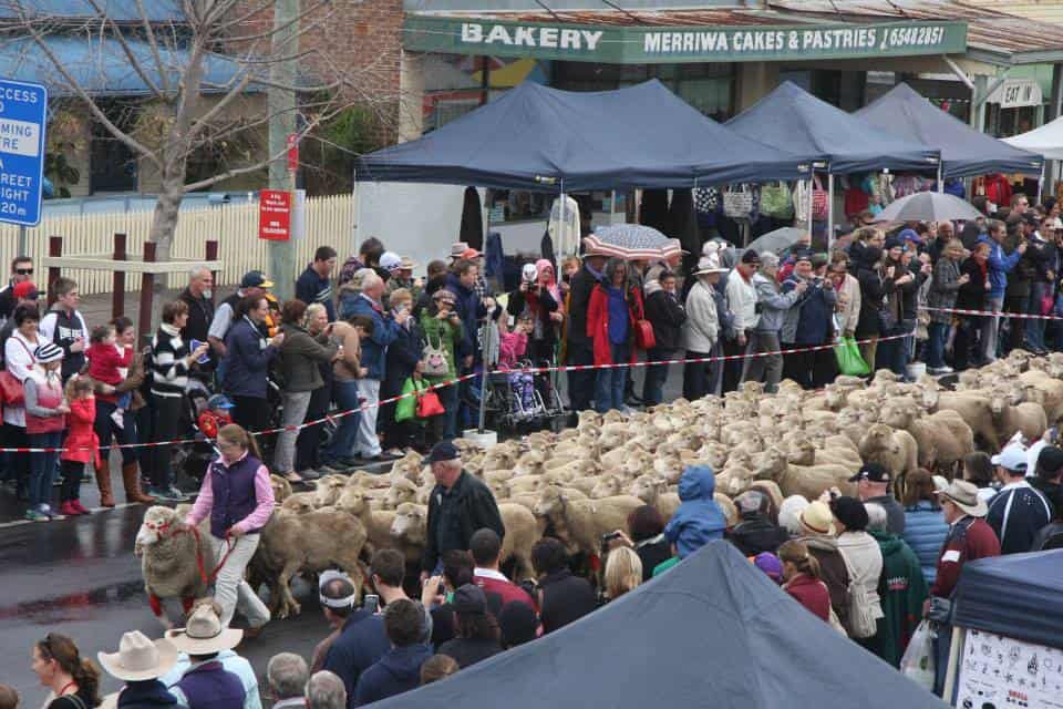 Merriwa Festival of the Fleeces